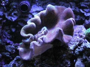 monster toadstool