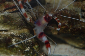 coral banded shrimp