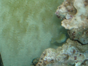 Picture_0061
