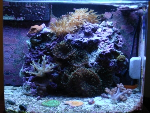 12 gallon nano dx