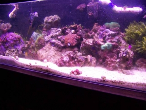 pic of 100g tank