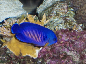 Coral Beauty
