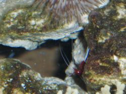 Blood (Fire) Shrimp