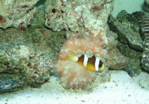 clown-anemone