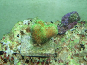 new corals