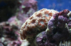 Acan