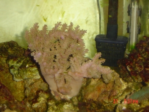 Leather Coral