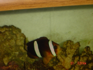 Clown fish