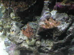 Kenya Tree and Leather Frags