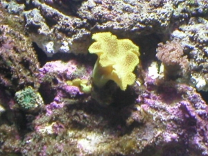 Torch, Leather, and Frogspawn