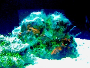 Fancy Fluorescent Red Algae
