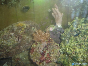 My corals