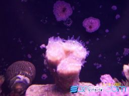 Picture_241