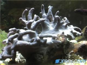 leather coral