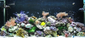 full_tank_shot_004