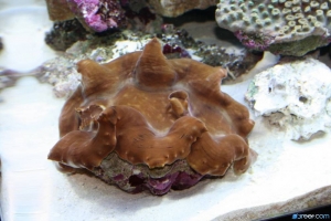 Clam