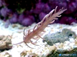pauls nudi!