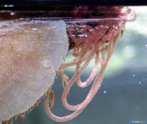 Sea Hare Laying Eggs