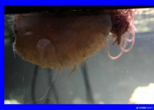 Sea Hare Laying Eggs and Some other substance