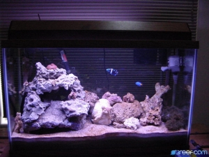 My 29 gallon Salt