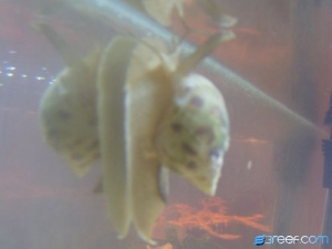 Snail