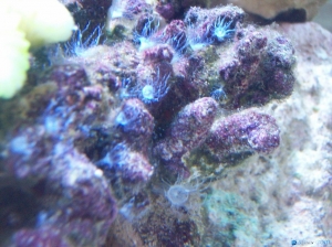 eew