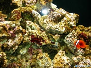 Tomato Clown checking out new Coralline