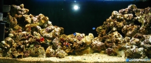 My One month old tank