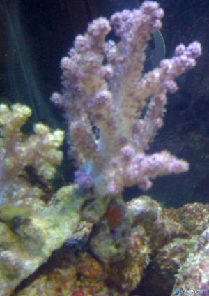 2nd Coral