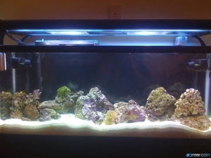 55g First tank attempt