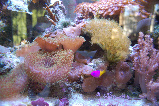 36reef_3