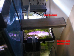 fuge/sump