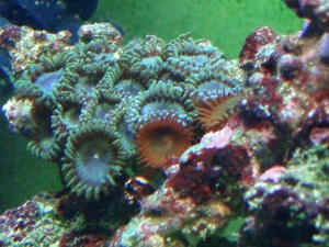 reef pics