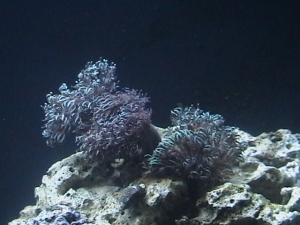 xenia