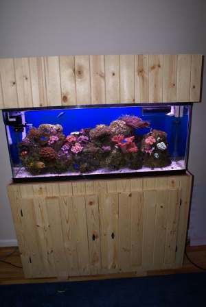My DIY stand & 55 GAL tank / 30 Gal Sump
