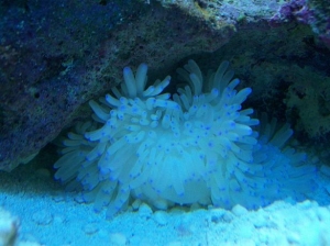 sabae_anemone