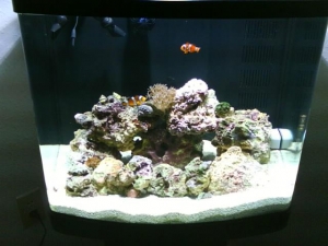Close up of all the new live rock