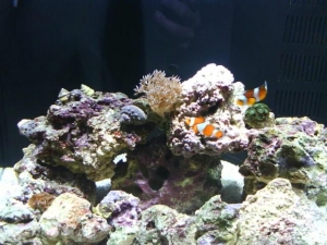 Good pic of colors on the live rock, as well as some of our new livestock