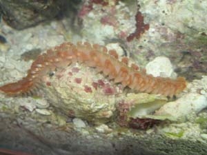worm