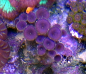 pallys2