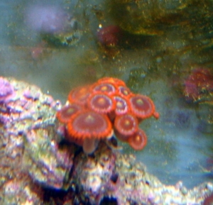 zoas