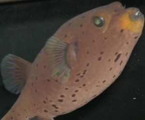 dog face puffer