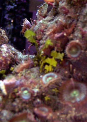 algae
