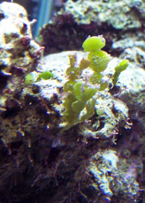 algae