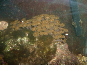 maroon clownfish