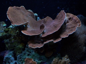 Montipora