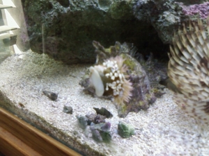 anemone3