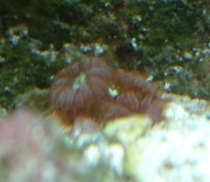 Blastomussa merleti