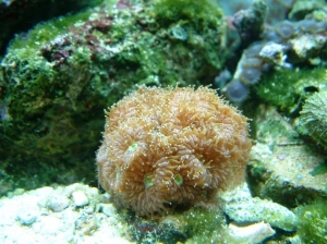Blastomussa merleti