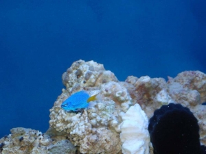 First Fish